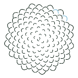 Conifer product image 3